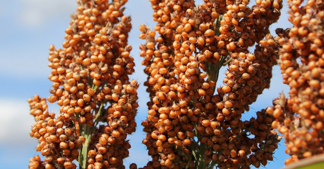 crop_sorghum_es_alize_panicle_3_1_1_